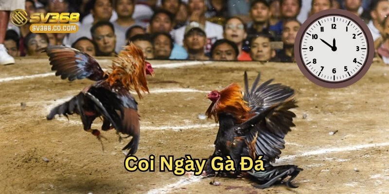 Coi Ngày Gà Đá xem giờ thi đấu là như thế nào?