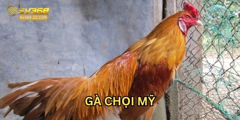 Gà Chọi Mỹ có gì nổi bật