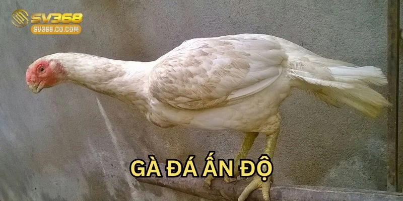 Gà Đá Ấn Độ thuần chủng nổi tiếng toàn cầu