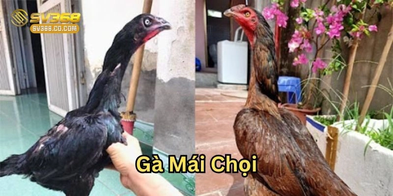 Gà Mái Chọi có ưu điểm gì?