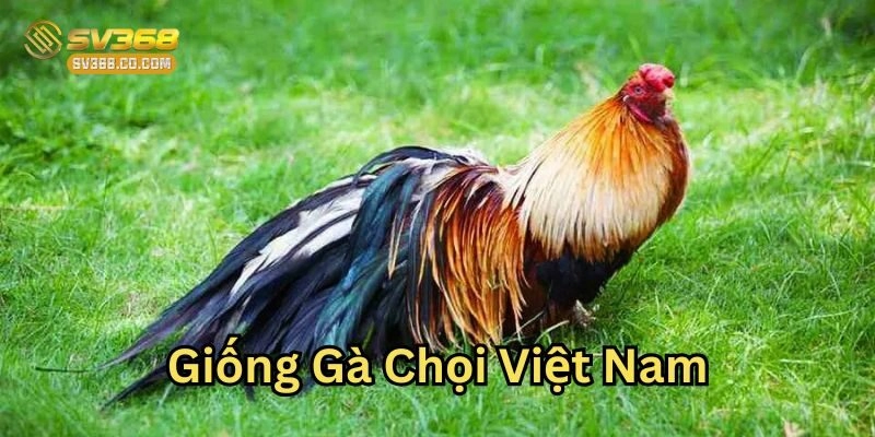 Giới thiệu về các Giống Gà Chọi Việt Nam