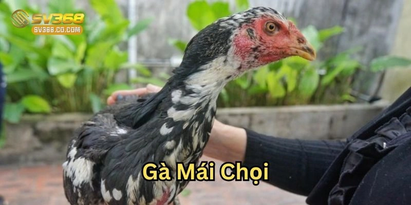 Lưu ý về Gà Mái Chọi