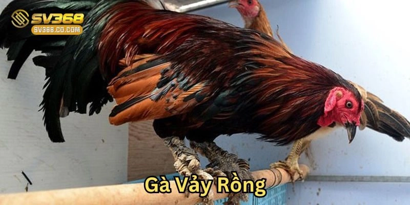 Nhận biết ngoại hình Gà Vảy Rồng