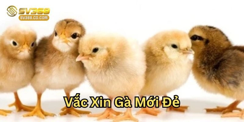 Theo dõi sau khi tiêm Vắc Xin Gà Mới Đẻ